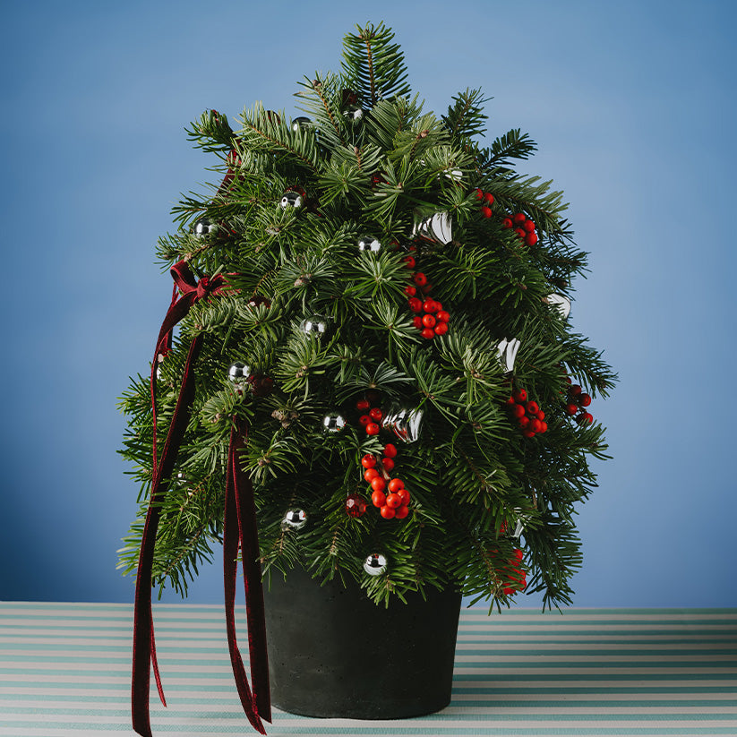 Cheers to New Year Çam Ağacı