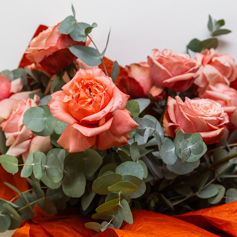 Sunset Roses