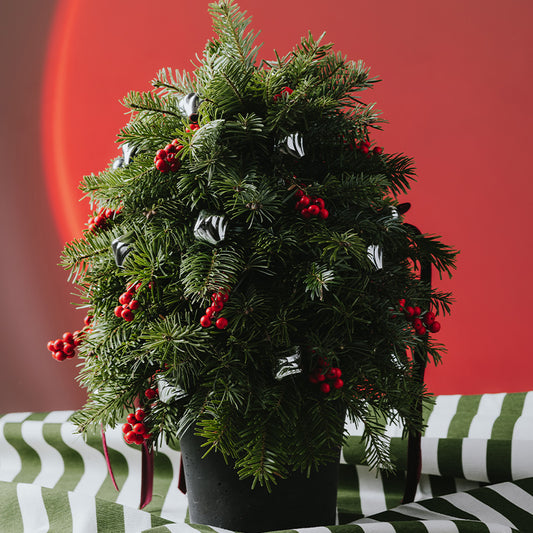 Cheers to New Year Çam Ağacı