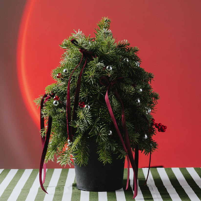 Cheers to New Year Çam Ağacı